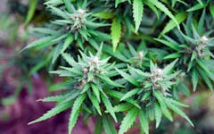 outdoor marijuana plant growing