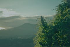 The Cannabis Health Summit 2017