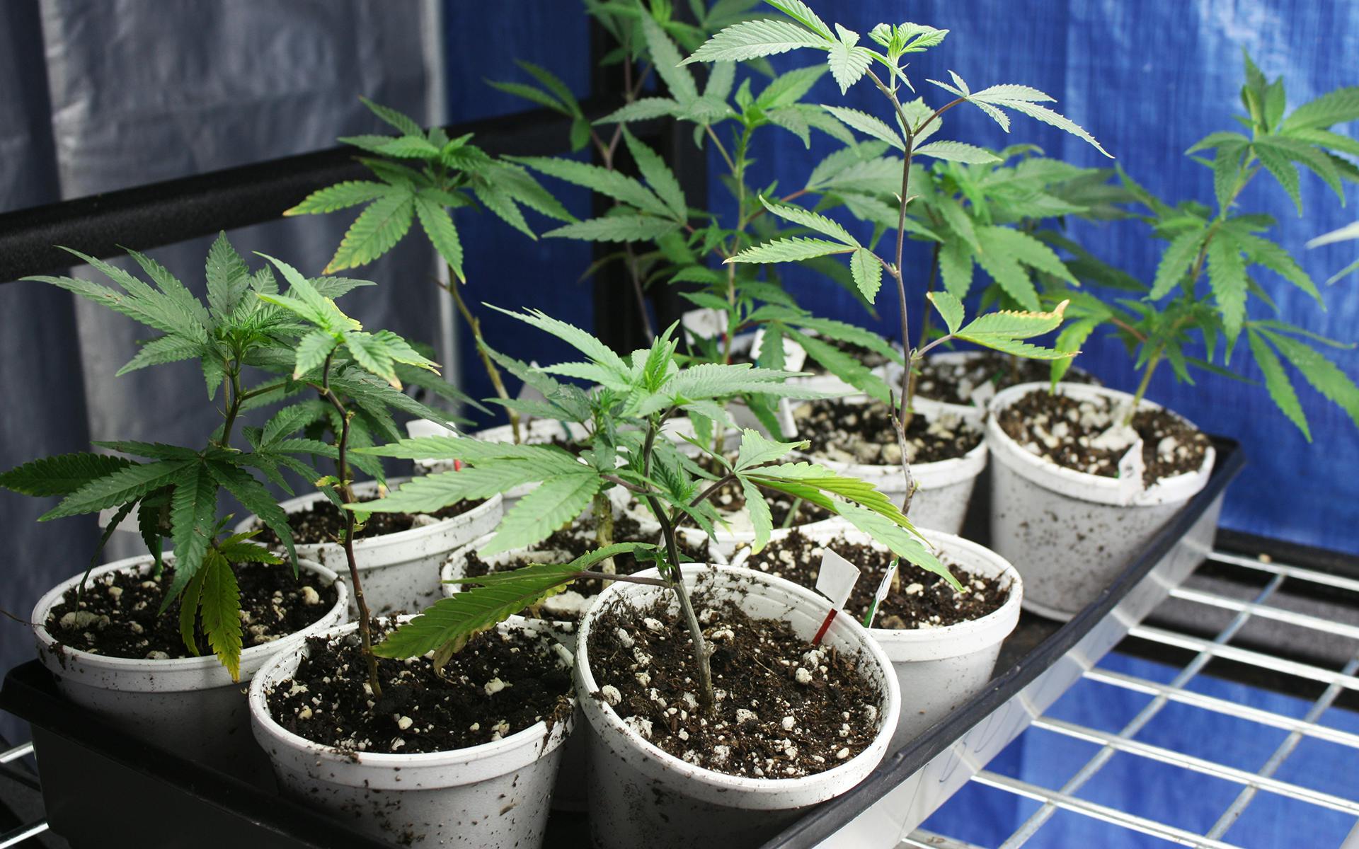 What to look for when buying a cannabis clone Leafly