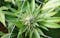 Growing big cannabis plants indoors