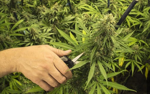 Man with Scissors Trimming Marijuana Plant