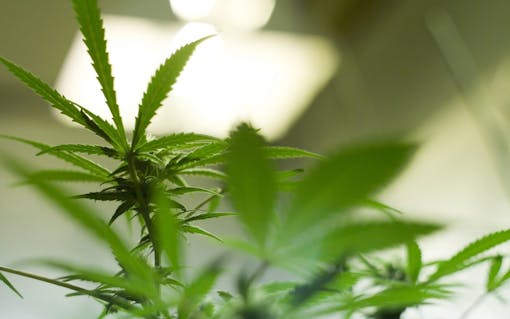 Marijuana Plant Under Grow Light