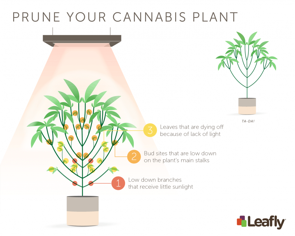 Hur du beskär din cannabisplanta