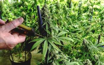 Complete guide to growing marijuana indoors