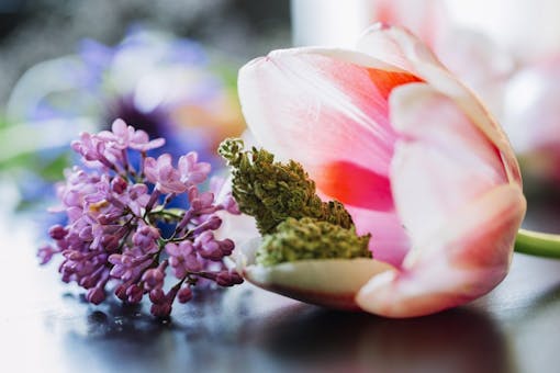 (Julia Sumpter/Leafly)