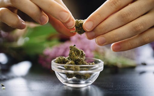 (Julia Sumpter/Leafly)