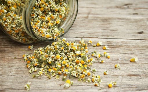 Chamomile flowers