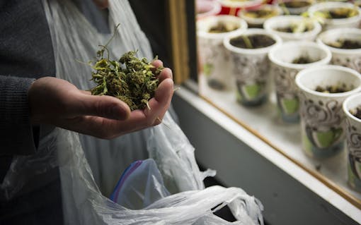 Kahl now grows primarily to breed, such as this cross of ACDC and a high-CBD strain called R4.