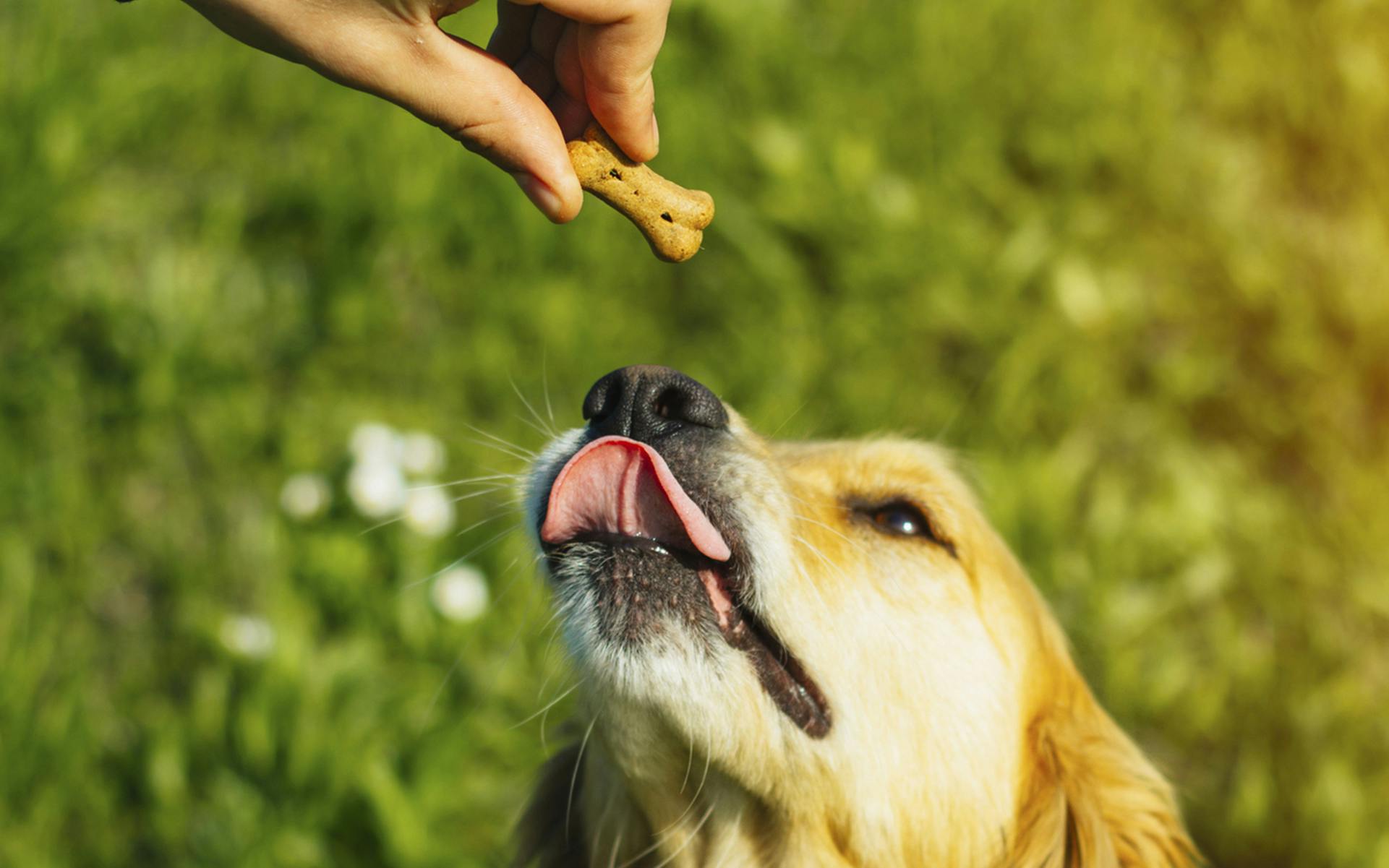 8 best CBD dog treats for your pupper image