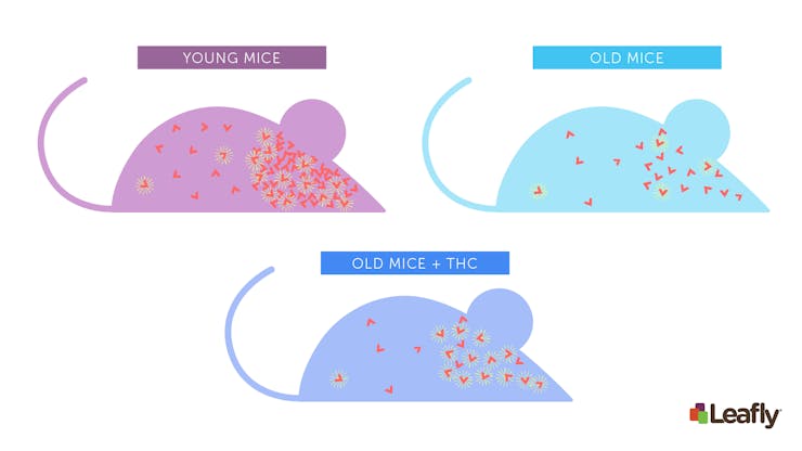 Figure 2: CB1 receptor levels decrease with age, and chronic THC exposure may compensate for this in mice. Compared to young mice (top-left), old mice tend to have fewer CB1 receptors in their brain (top-right). Because THC activates CB1 receptors, chronic exposure to low-dose THC may compensate for this age-related change.