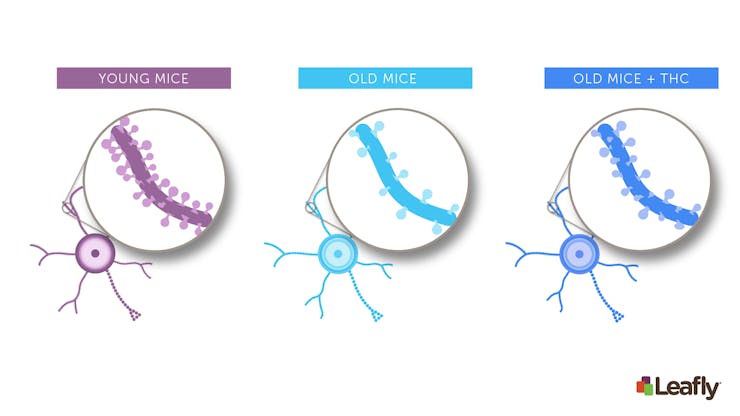 Figure 1: Chronic THC exposure in old mice can increase the number of connections between neurons in the brain. Brain cells often have structures called "spines." Each spine marks a single connection between two brain cells. Compared to young mice (left), neurons in old-mice (middle) tend to have fewer spines. After chronic THC exposure (right), the brain cells of old mice often look more like those of young mice--they have more spines, and therefore more connections to other brain cells.