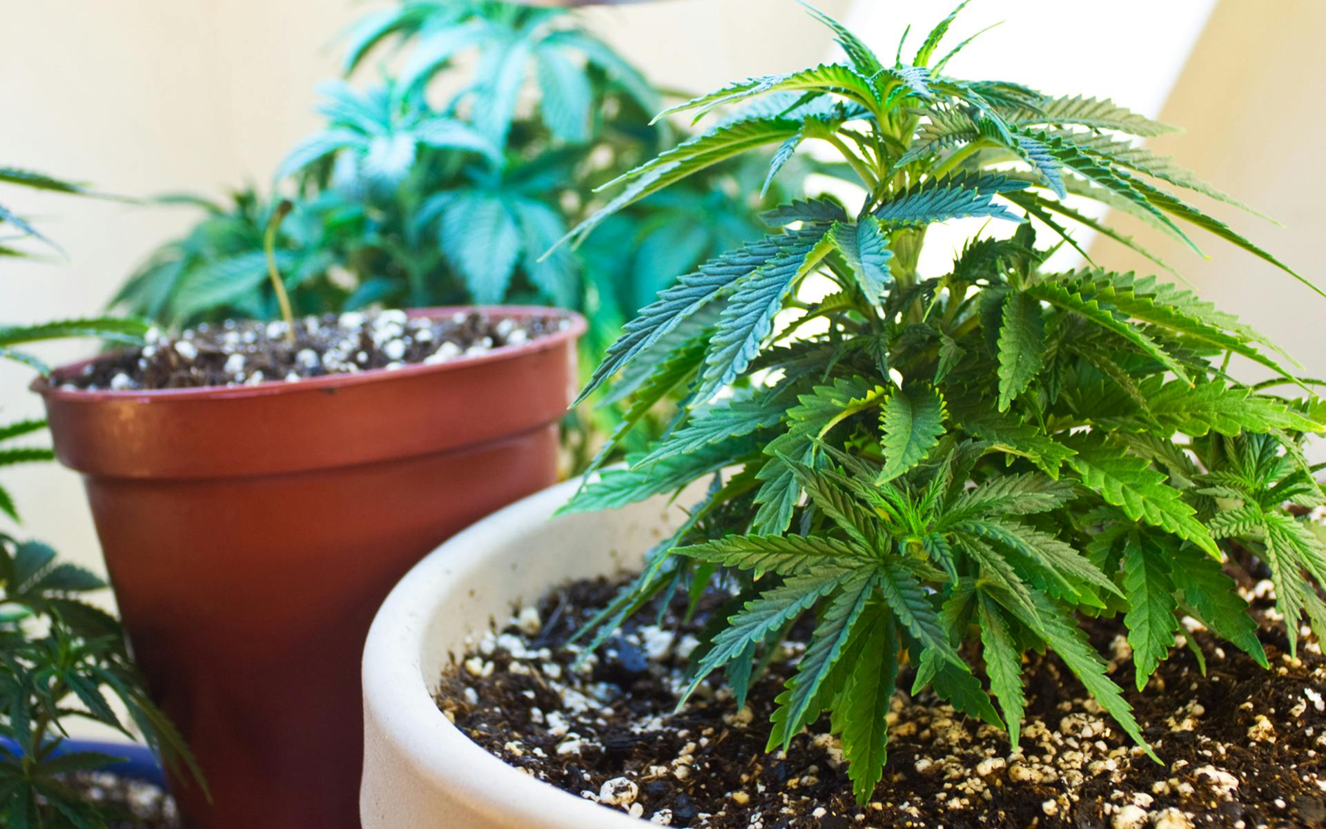 How to Grow Cannabis Indoors A Beginner’s Guide for Canadians