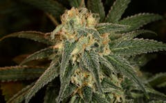 green crack marijuana strains