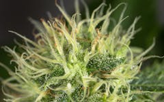 Tips for Growing OG Kush Cannabis