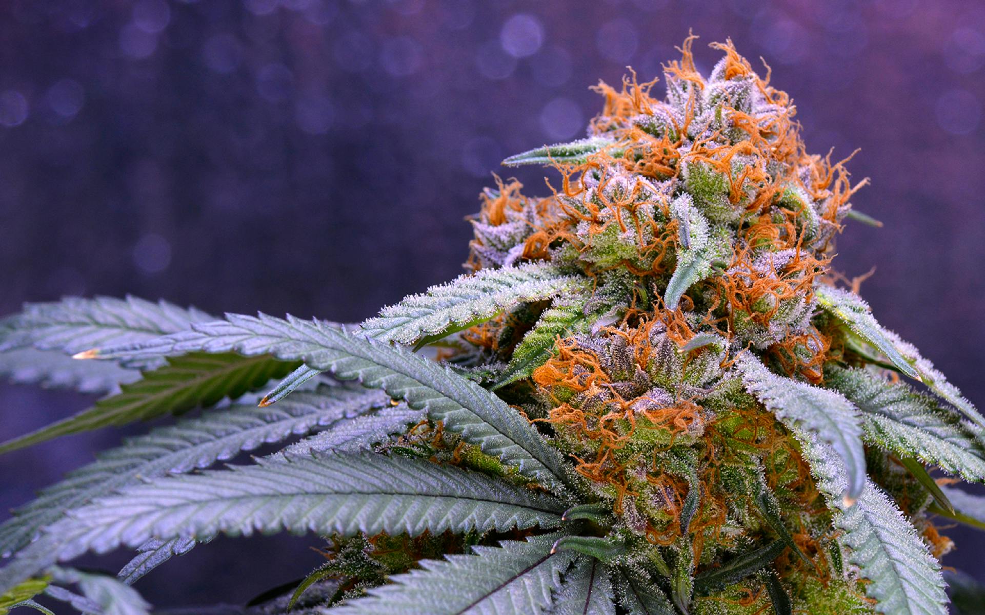 Tips for growing Granddaddy Purple cannabis image