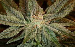 Tips for Growing Bubba Kush Cannabis