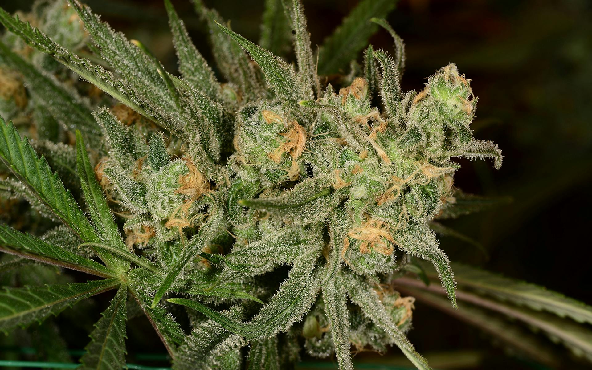 Tips for growing Pineapple Express cannabis image