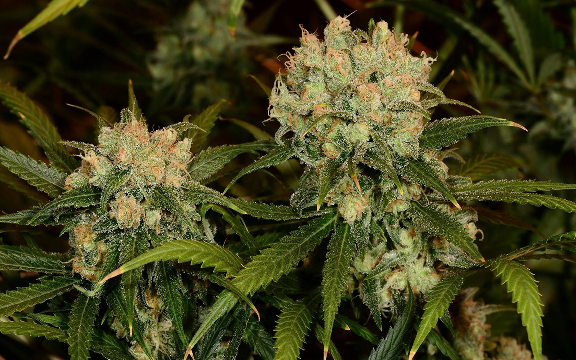 Tips for growing Northern Lights cannabis image