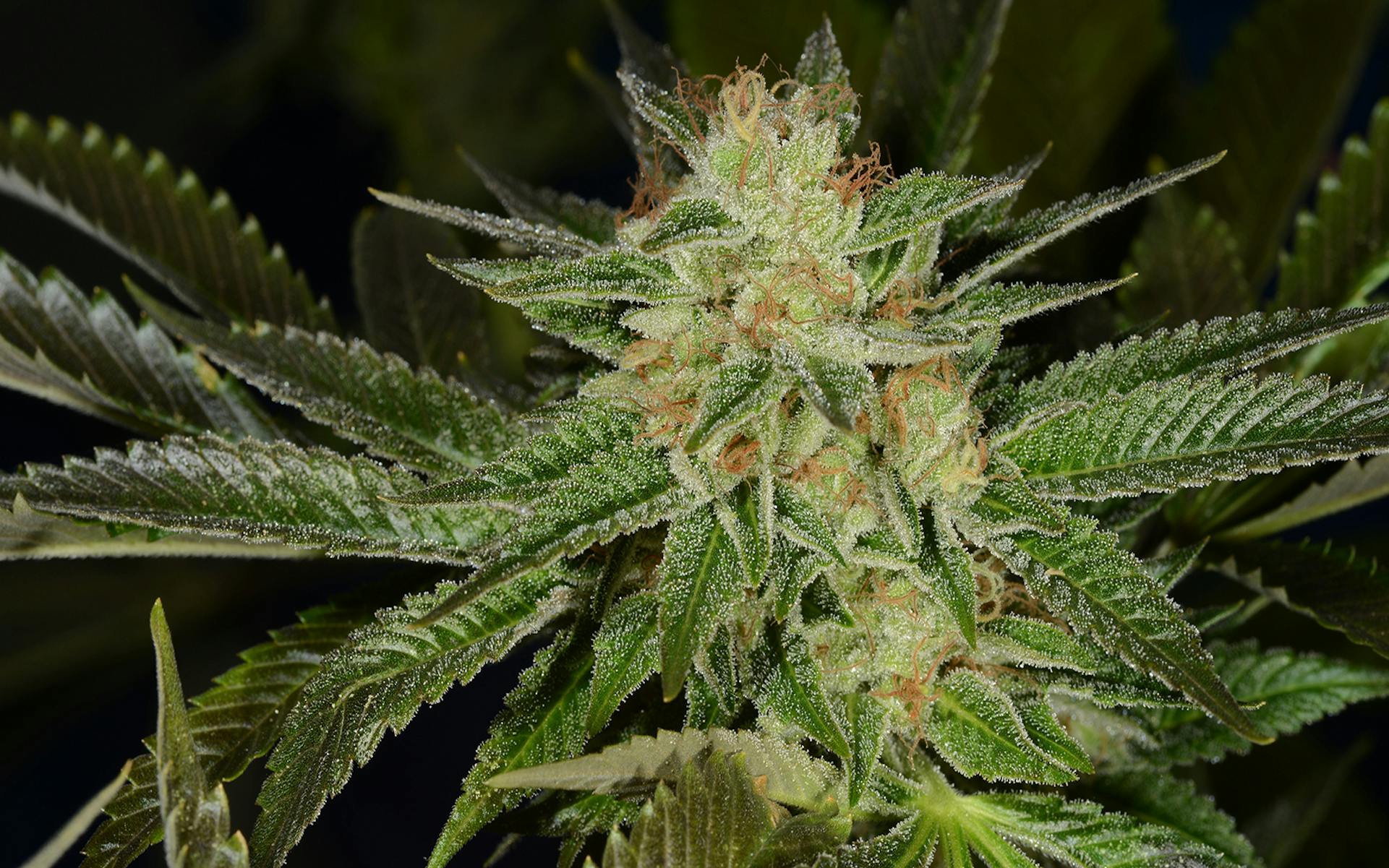 Tips for growing Headband cannabis image