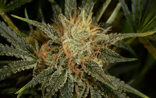 Die stark sativadominierte Super Silver Haze. (Blattblatt)