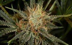 The highly sativa Super Silver Haze. (Leafly)