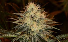 chemdawg cannabis strain, chemdog