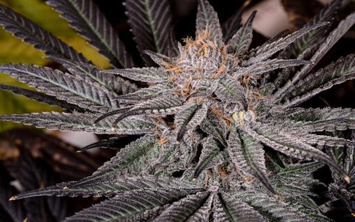 Tips for Growing Grape Ape Cannabis