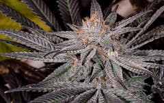 Tips for Growing Grape Ape Cannabis