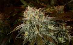 Tips for Growing Master Kush Cannabis