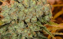 Tips for Growing Chocolope Cannabis