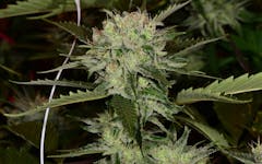 Tips for Growing Death Star Cannabis