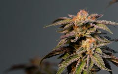 Tips for Growing LA Confidential Cannabis