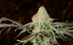 Tips for Growing Platinum Girl Scout Cookies Cannabis