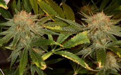 Tips for Growing Harlequin Cannabis