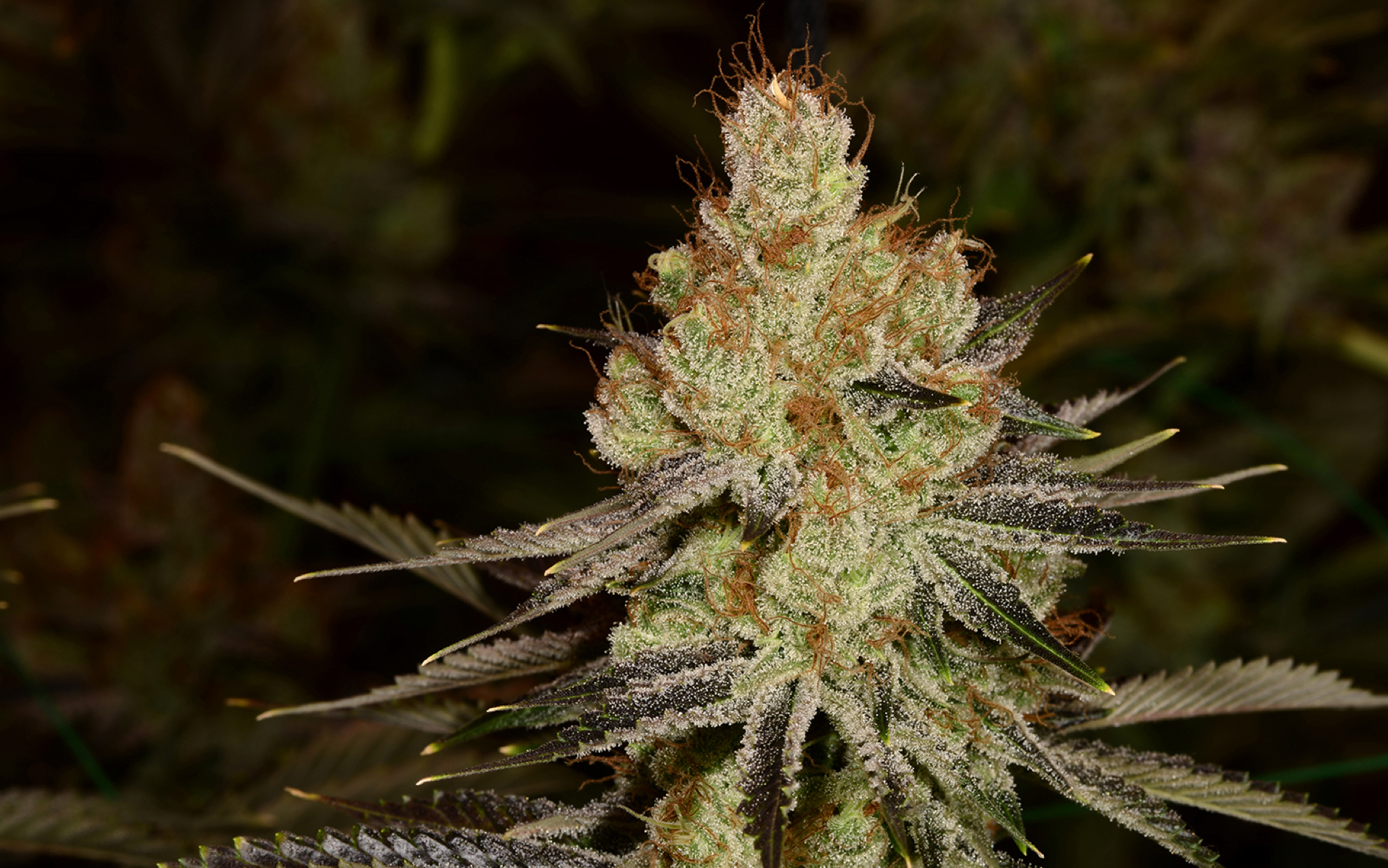 Tips For Growing Agent Orange Cannabis Leafly