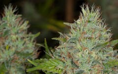 Tips for Growing Afghan Kush Cannabis