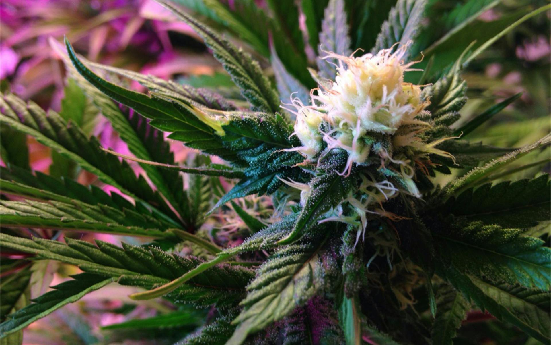 Tips for growing White Widow cannabis image