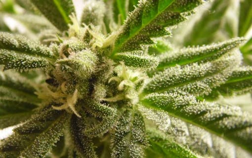 Trainwreck. Sativa. 15%+ THC. (Leafly)