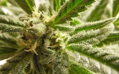 Trainwreck. Sativa. 15%+ THC. (Leafly)