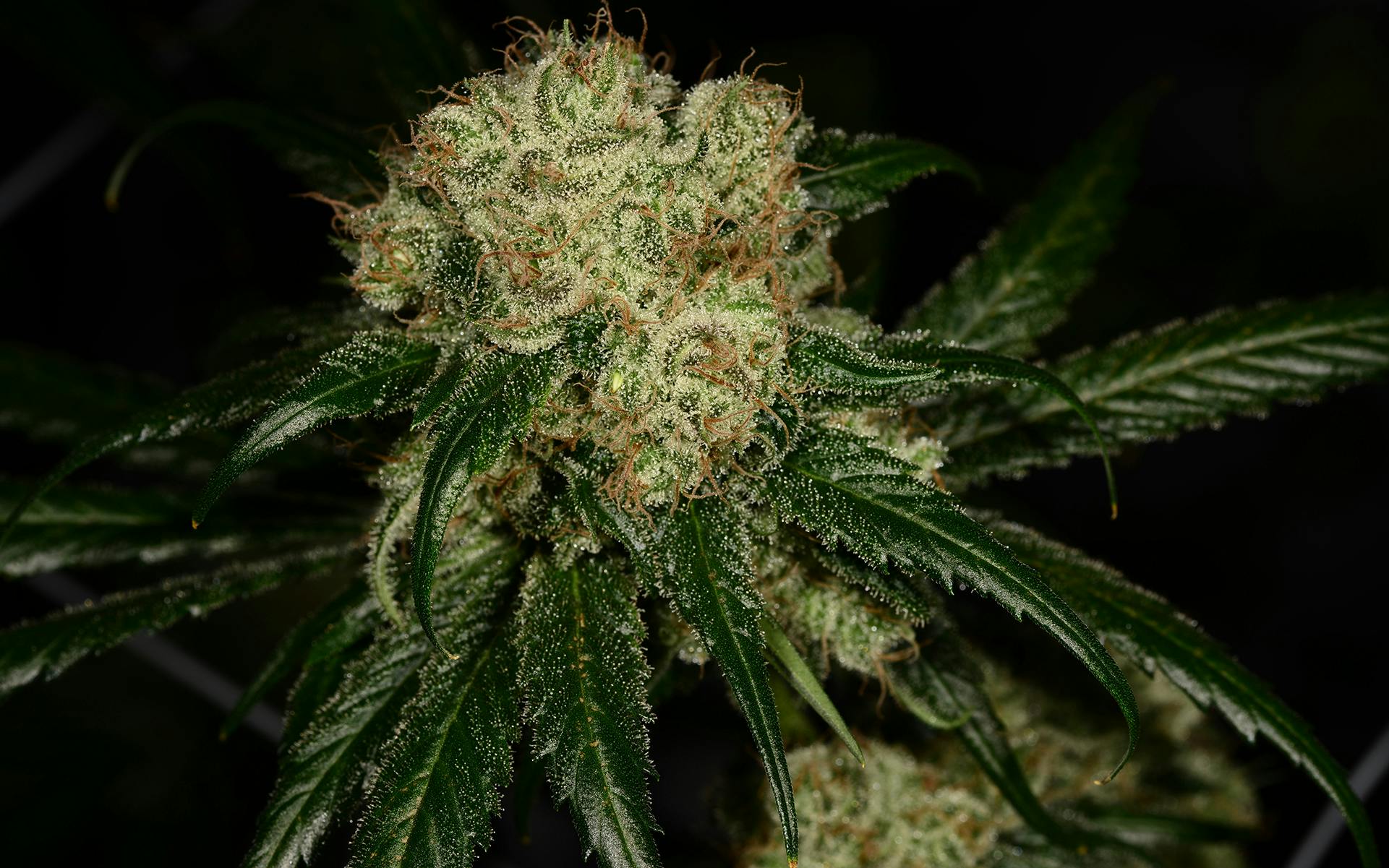 Tips for growing Dutch Treat cannabis image
