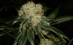 Tips for Growing Dutch Treat Cannabis