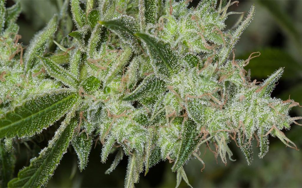 Tips for growing LSD cannabis