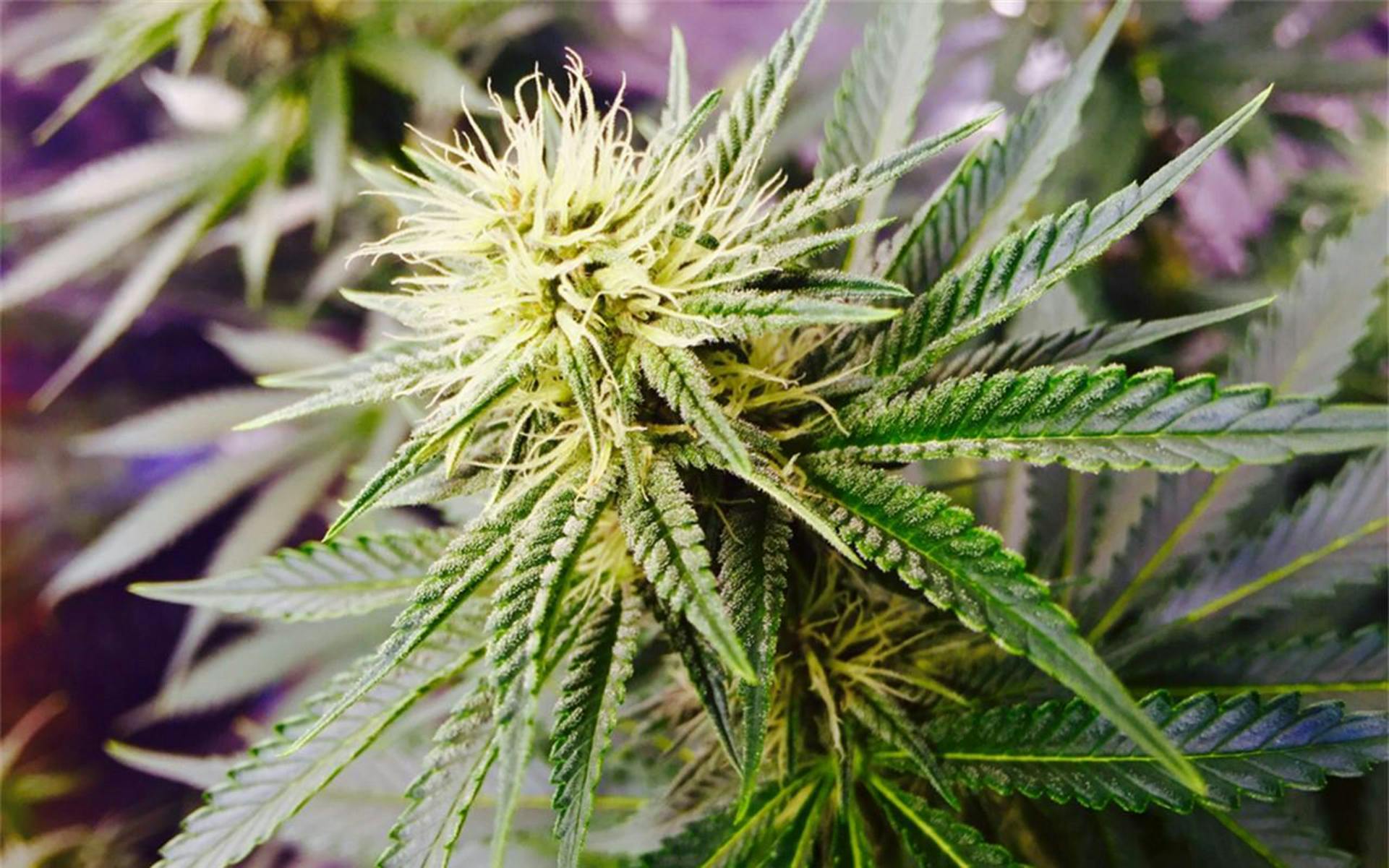 Tips for growing AK-47 cannabis image