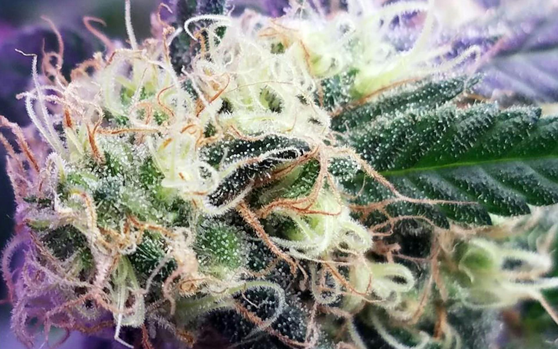Tips for growing Lemon Haze cannabis image