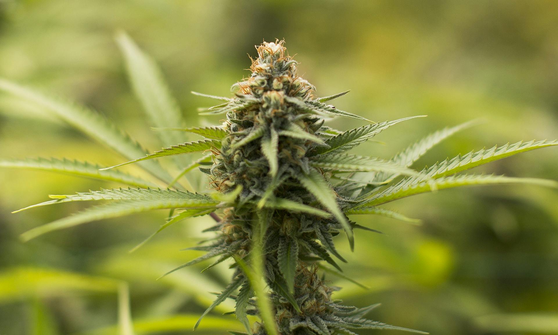 Tips for growing Cherry Pie cannabis Leafly