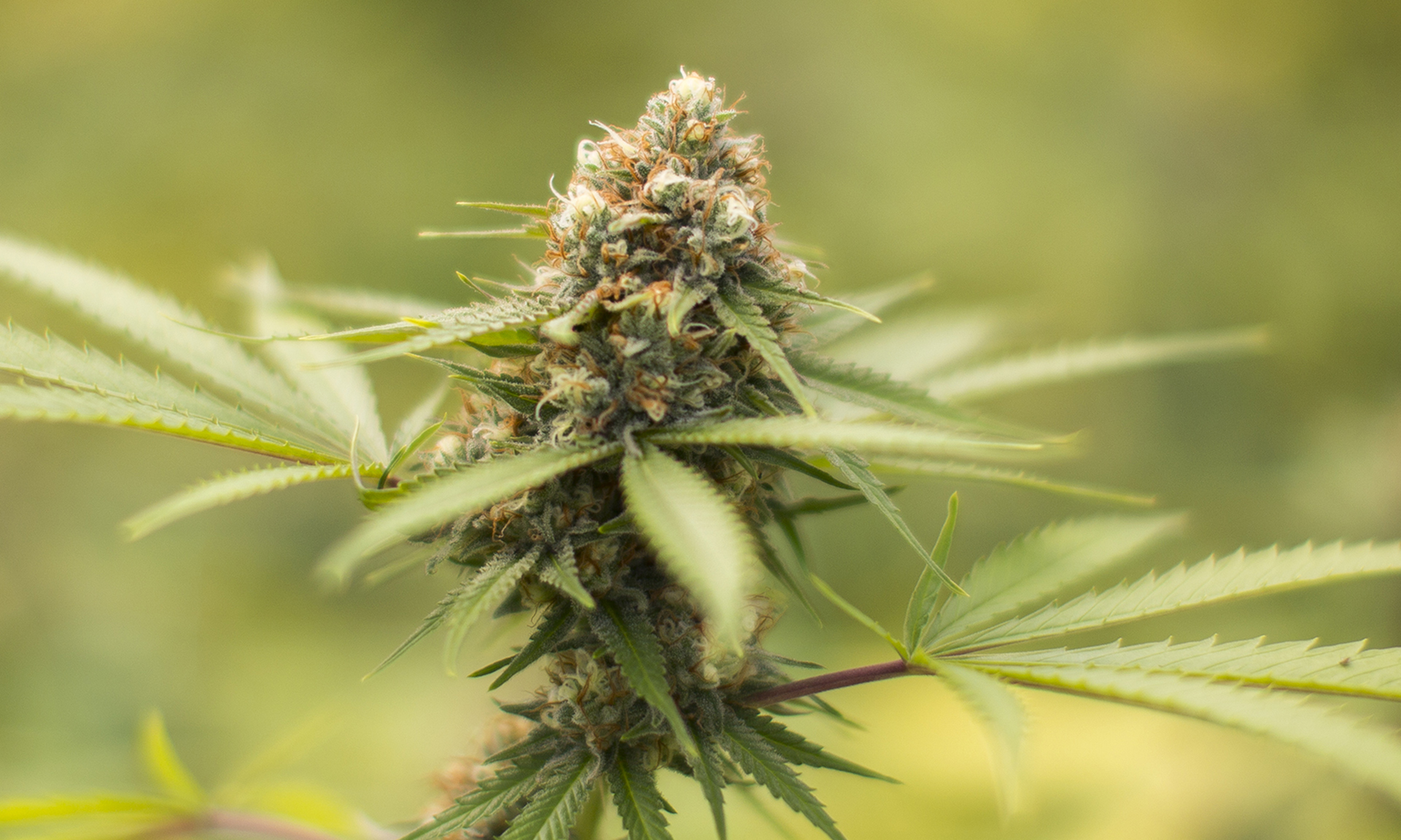 8 Things you must understand About Rare Durban Poison Seeds