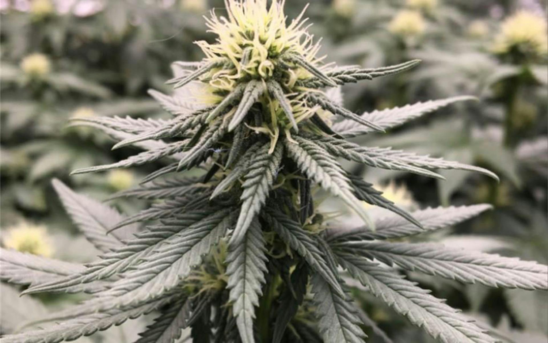 Tips for growing Blueberry cannabis image