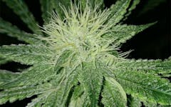 Tips for Growing Amnesia Haze Cannabis