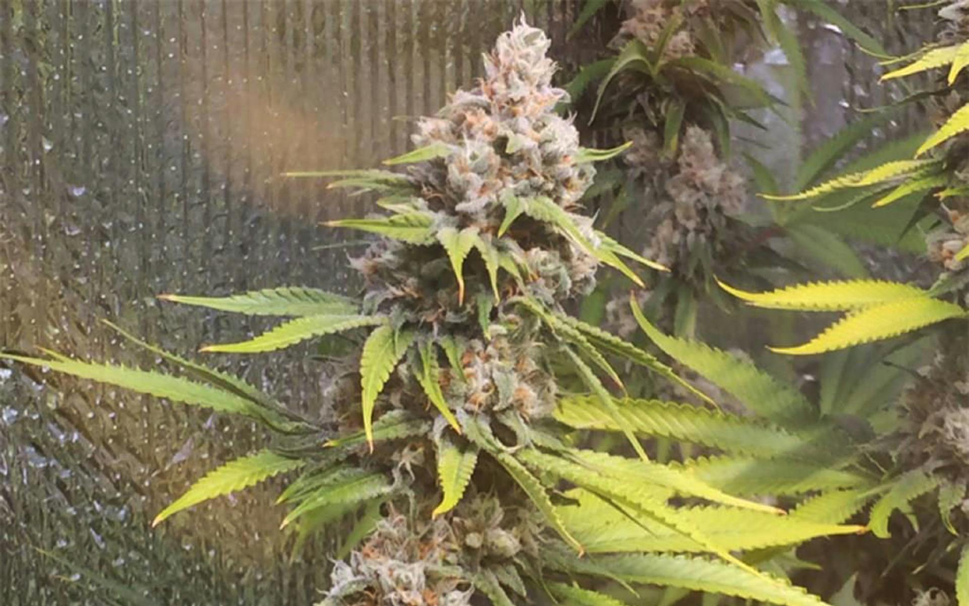 Tips for growing Tahoe OG Kush cannabis image