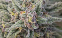 Tips for Growing God's Gift Cannabis
